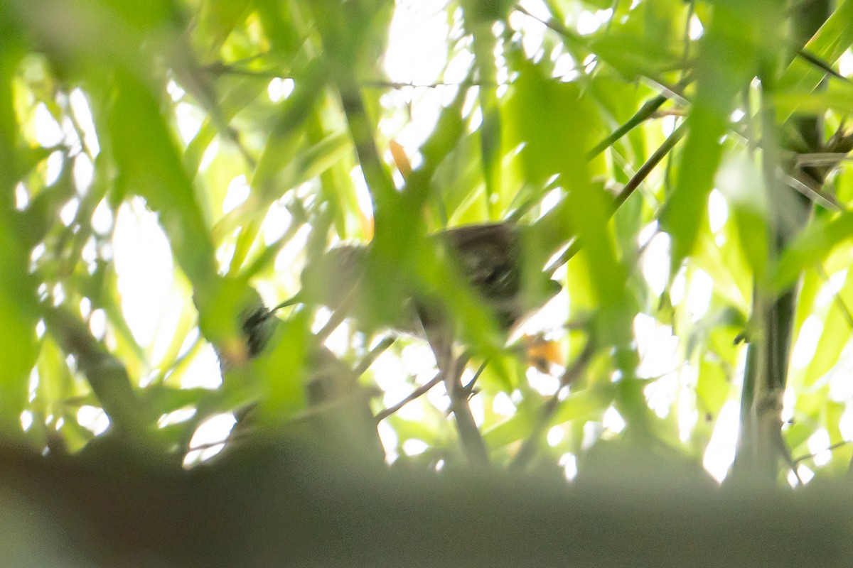 Pale-breasted Spinetail - ML644160737