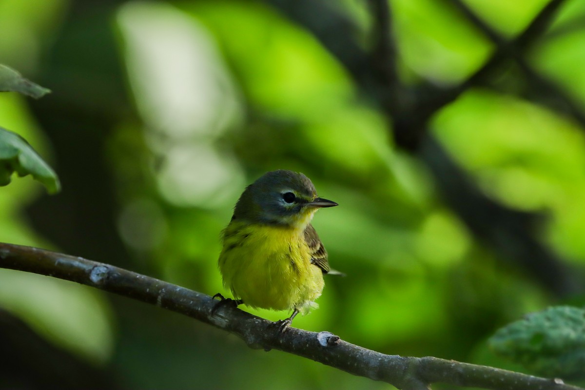 Prairie Warbler - ML644160753