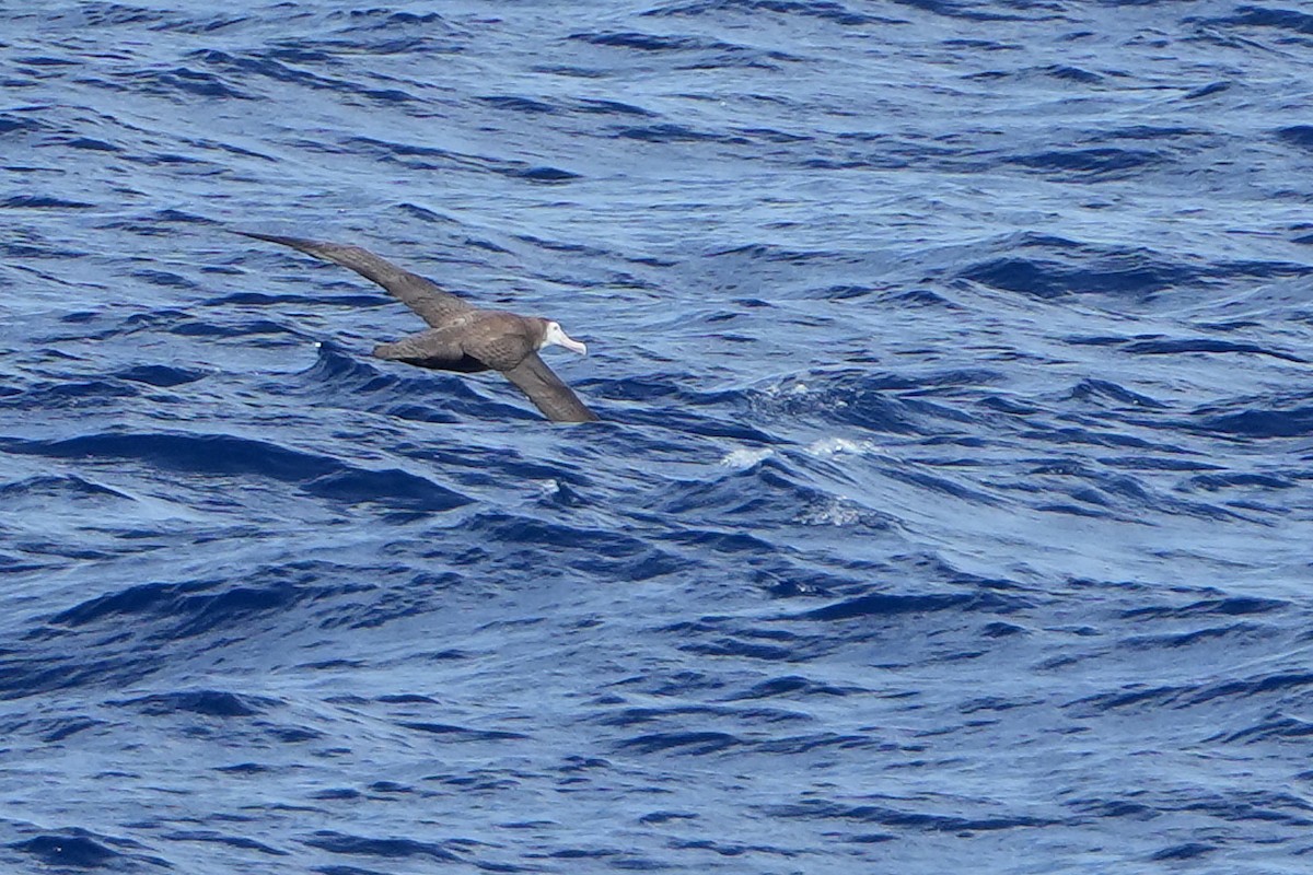 Snowy Albatross - ML644160763