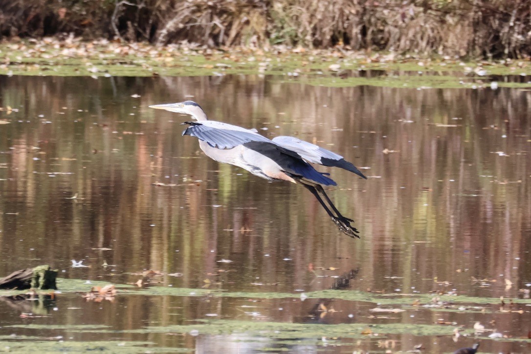 Great Blue Heron - ML644160772