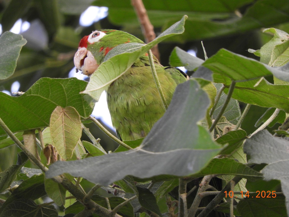Conure de Finsch - ML644160780