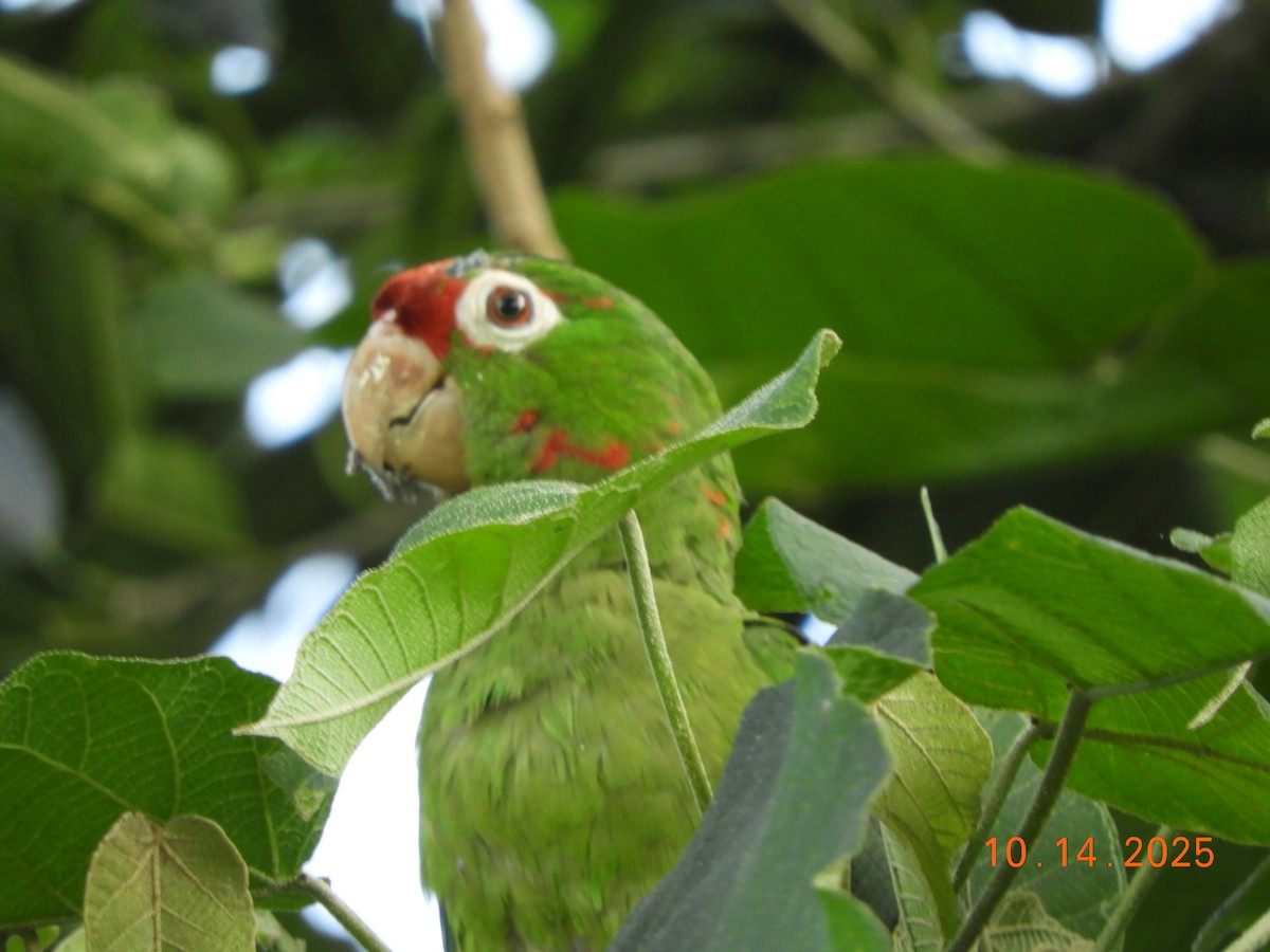 Conure de Finsch - ML644160782