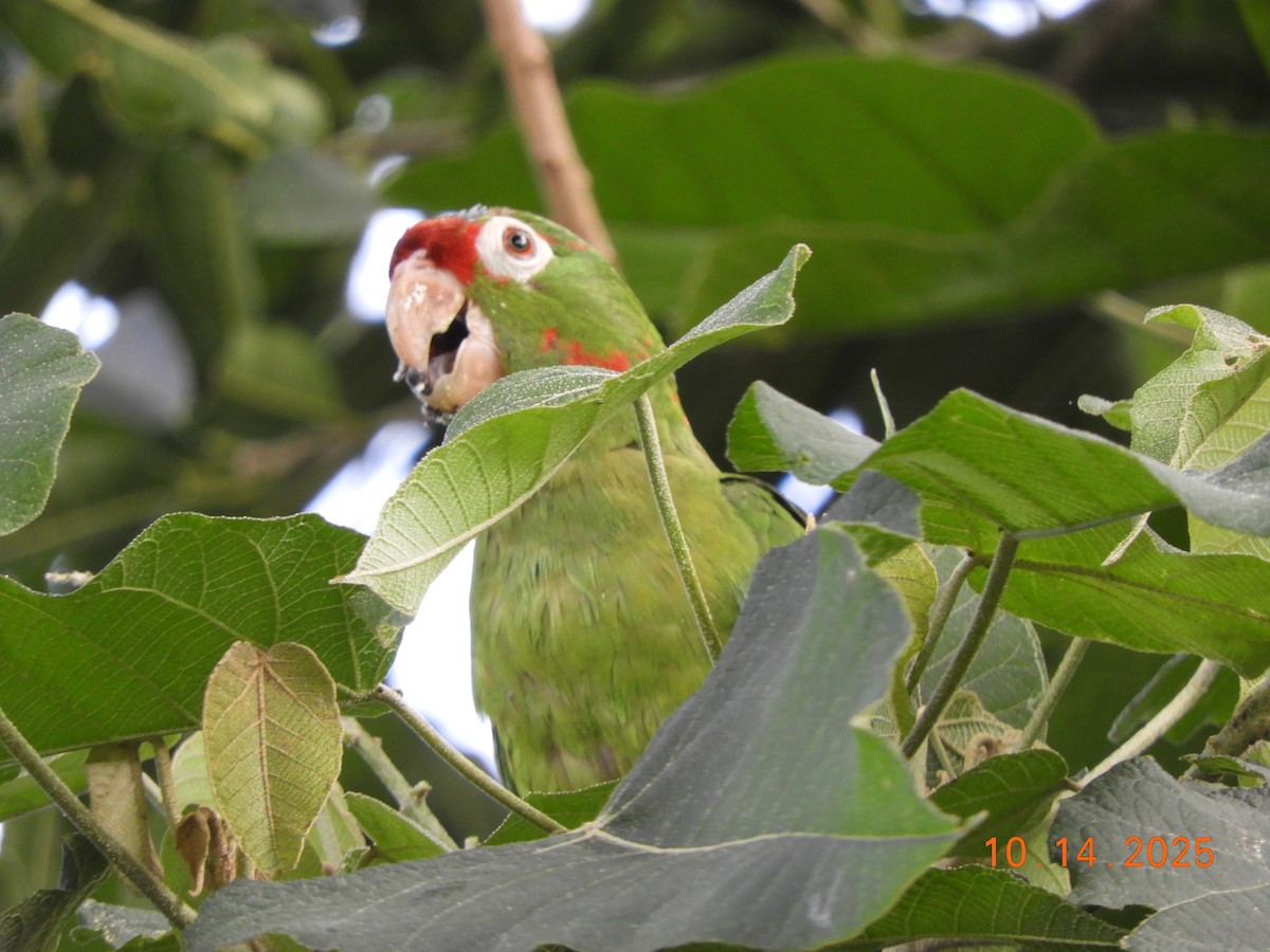 Conure de Finsch - ML644160783