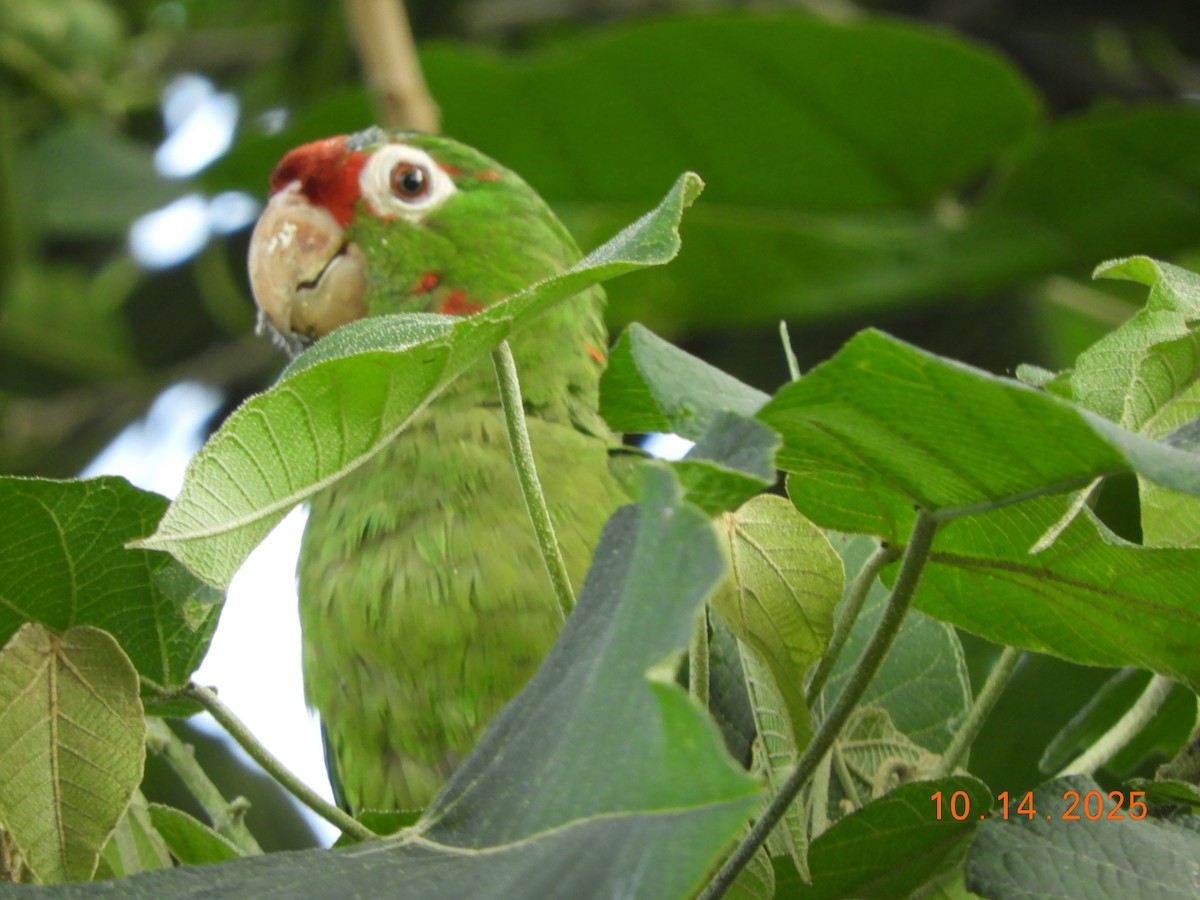 Conure de Finsch - ML644160784