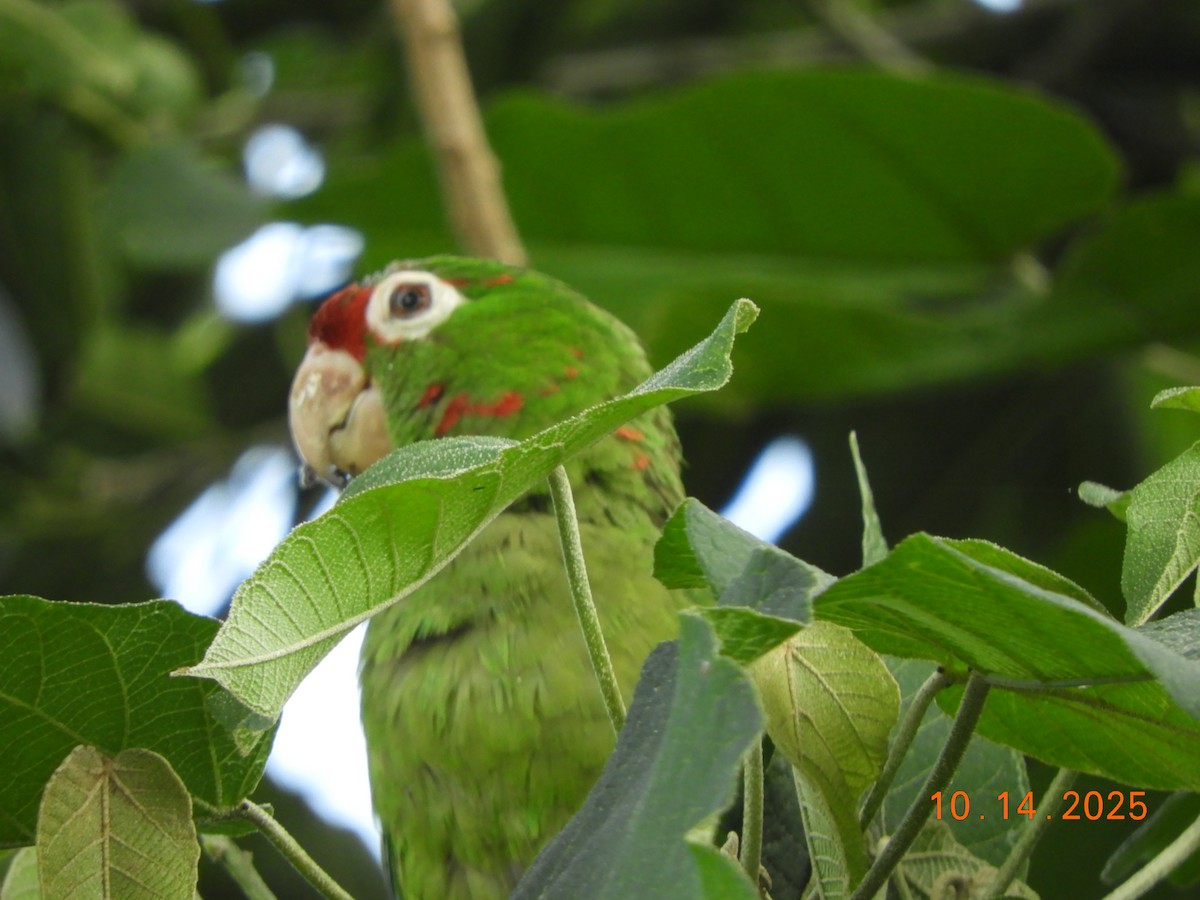Conure de Finsch - ML644160785