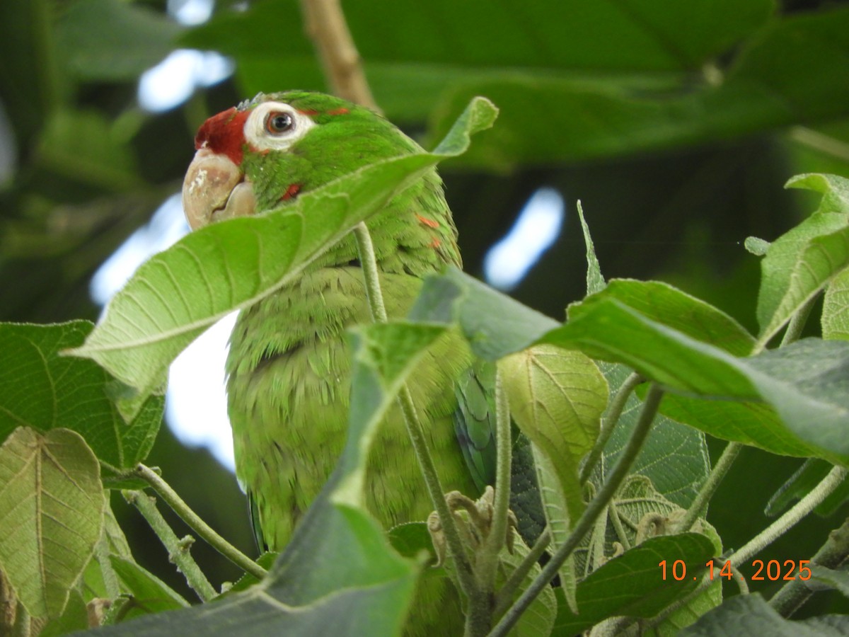 Conure de Finsch - ML644160786