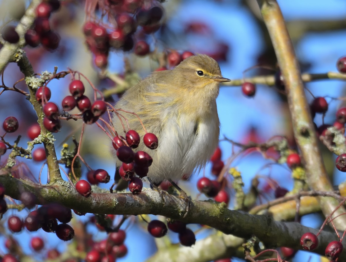 Common Chiffchaff - ML644160792