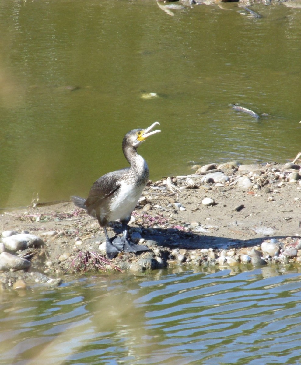 Тураг гогой - ML644160797