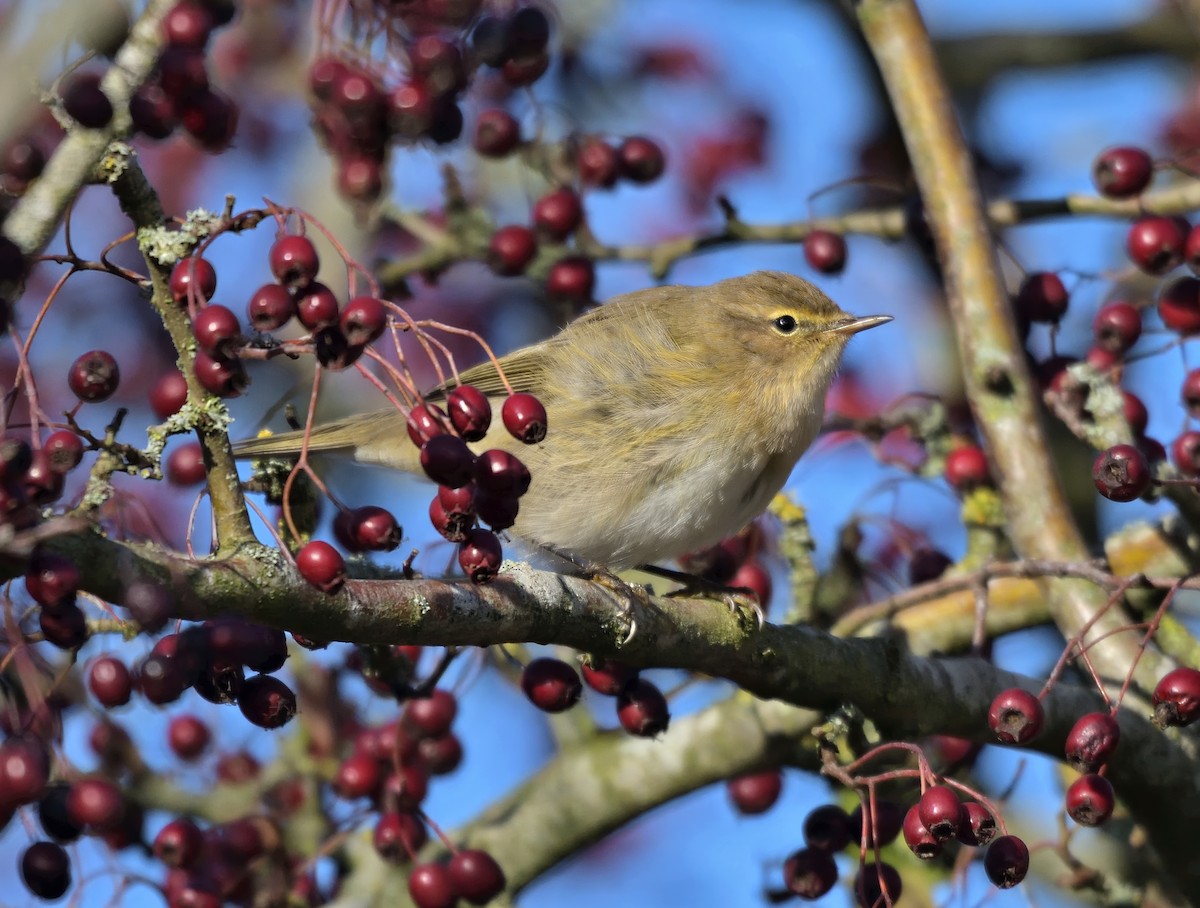 Common Chiffchaff - ML644160800
