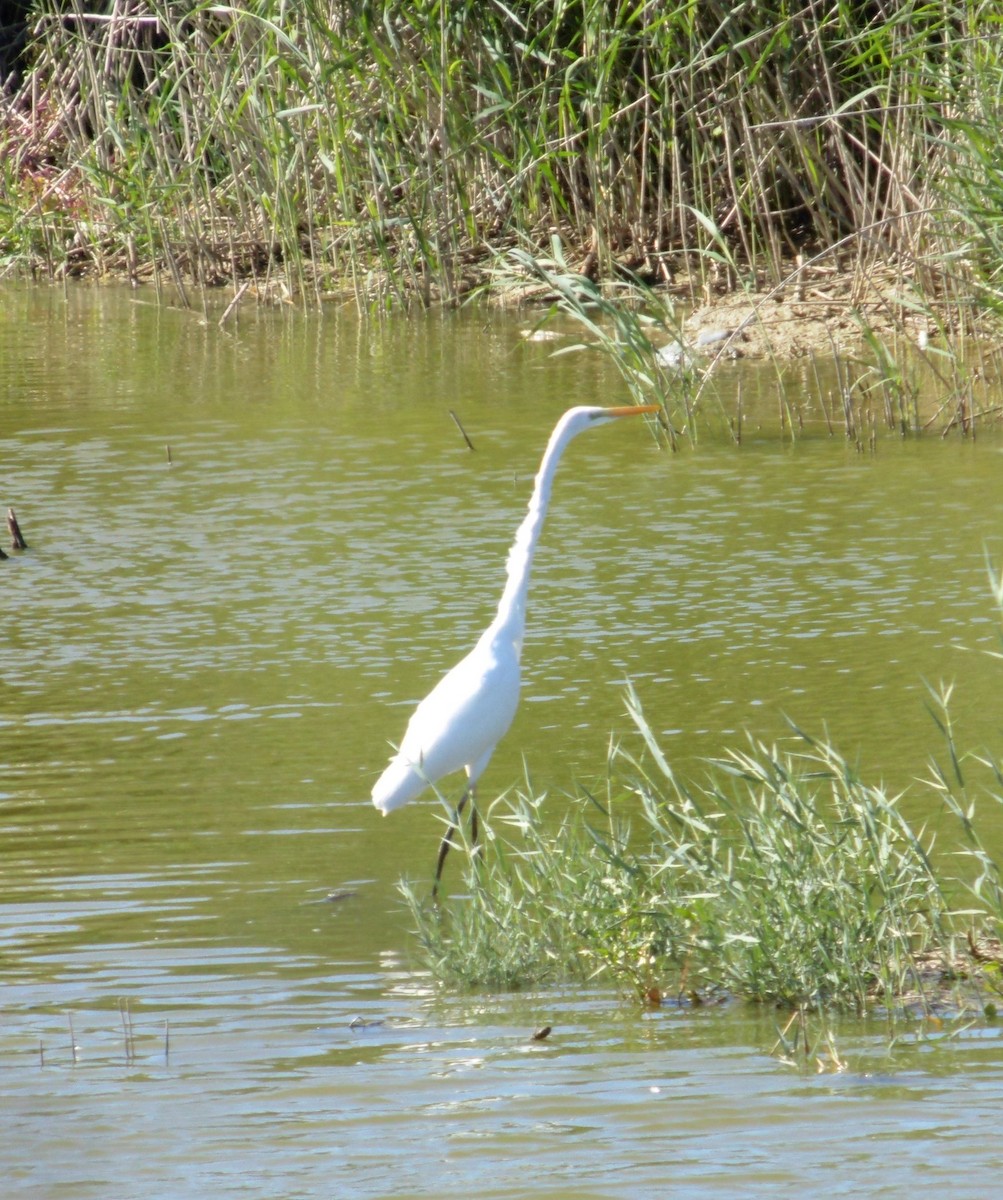Цасч дэглий - ML644160810