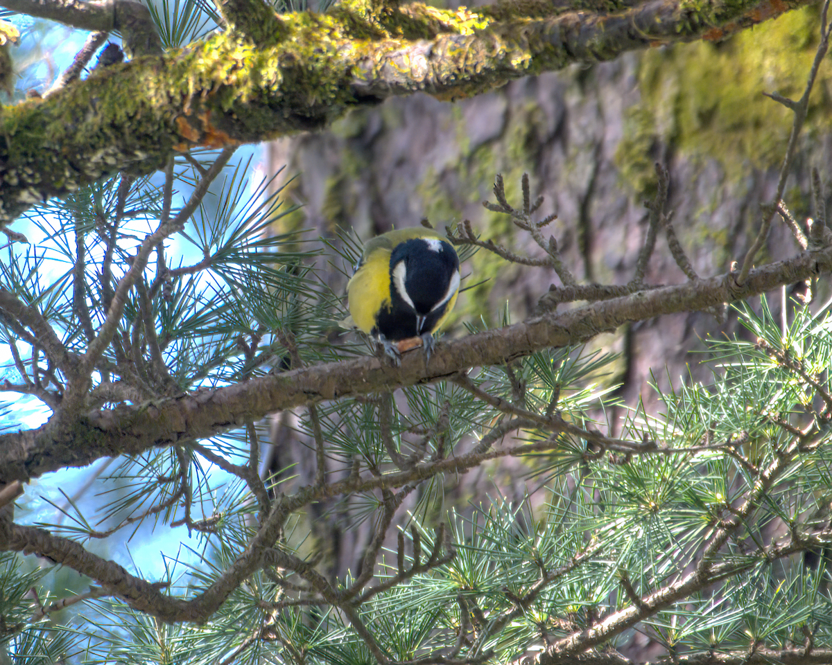 Mésange montagnarde - ML644160811