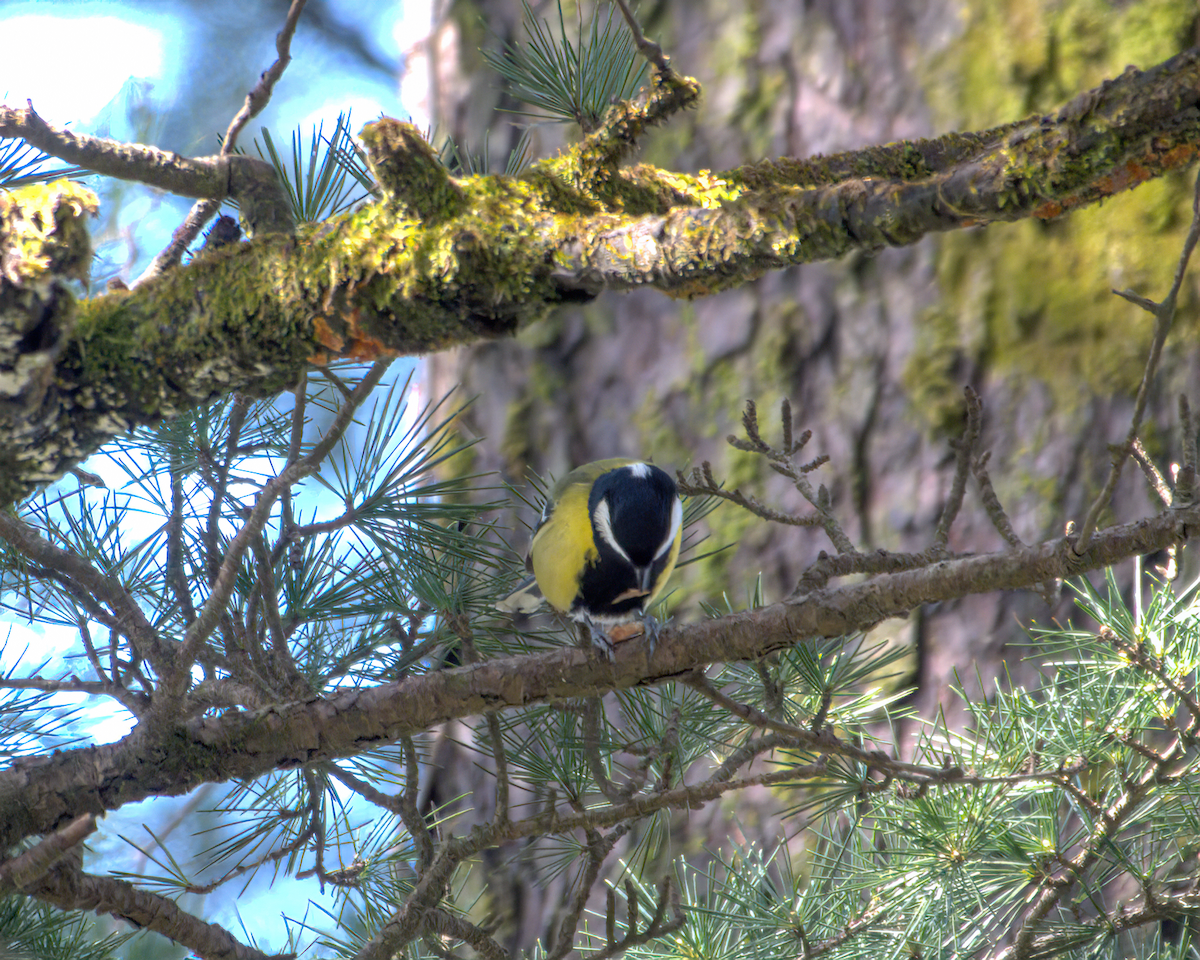 Mésange montagnarde - ML644160812