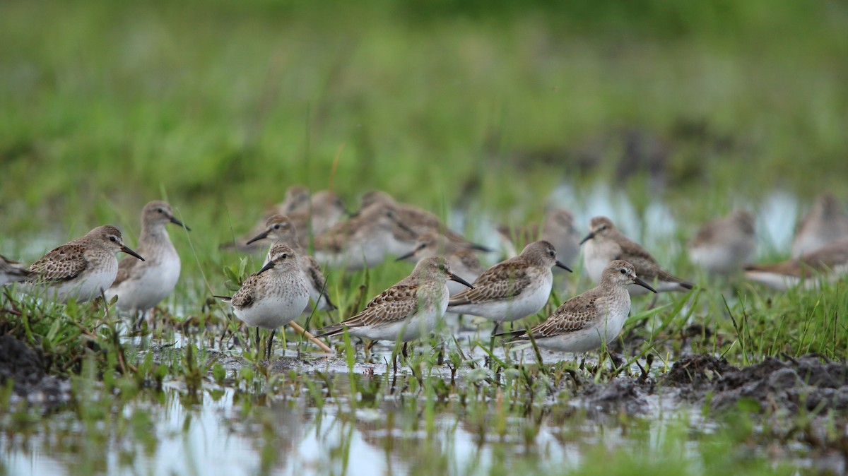 White-rumped Sandpiper - ML644160827