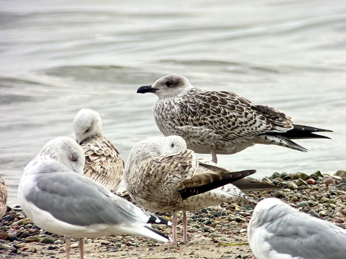 Great Black-backed Gull - ML644160858