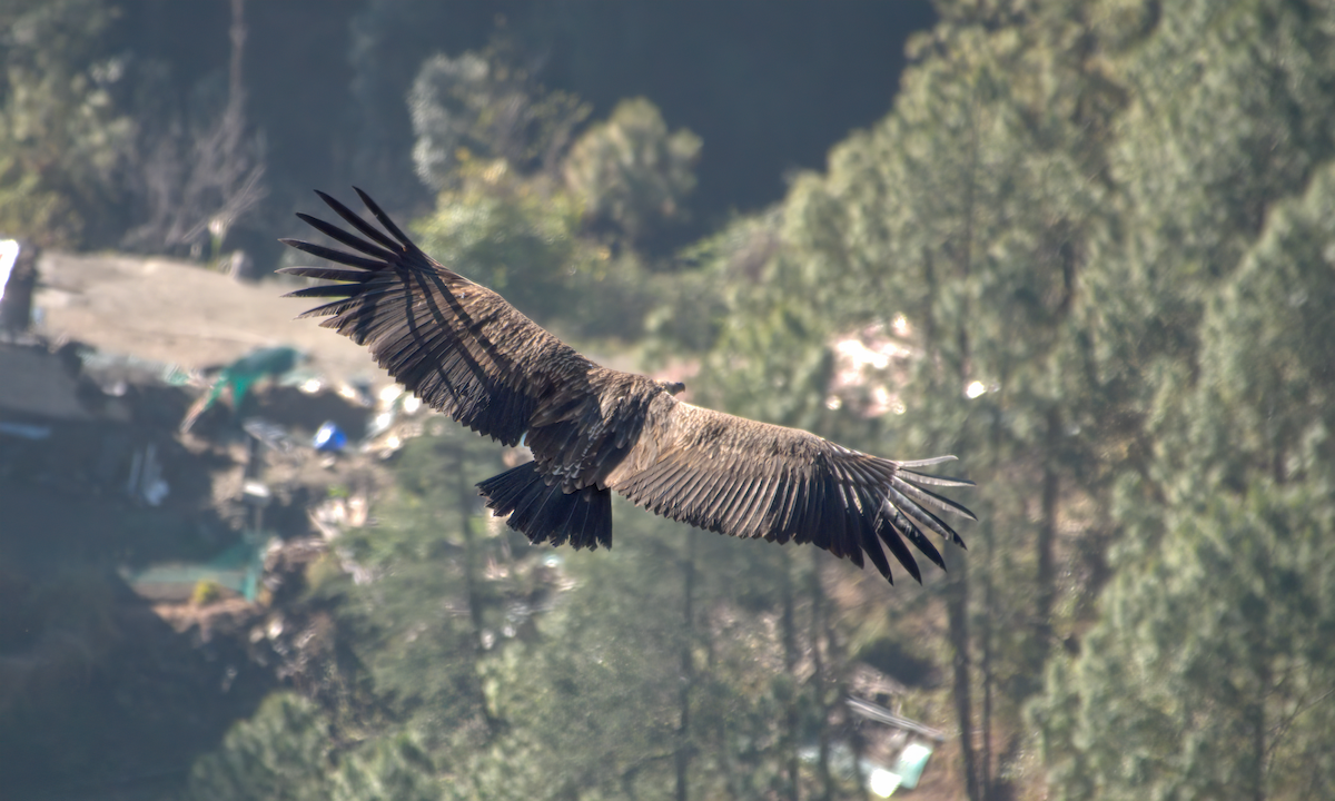 Vautour de l'Himalaya - ML644160865