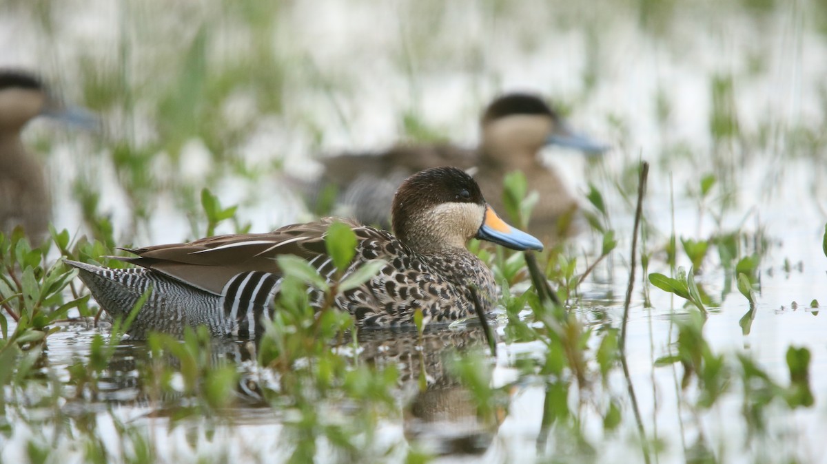 Silver Teal - ML644160889