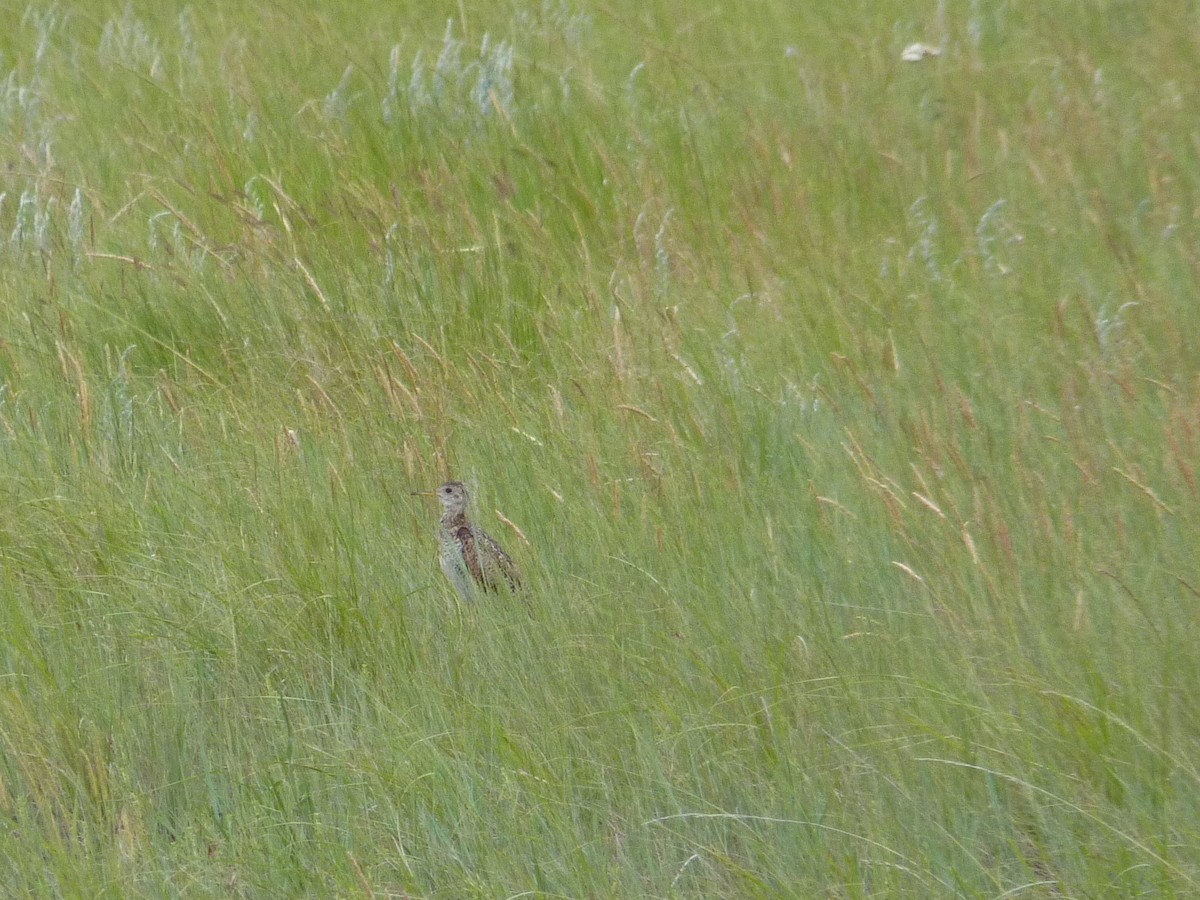 Upland Sandpiper - ML644160892