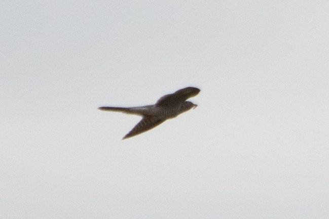 Common Cuckoo - ML644160895