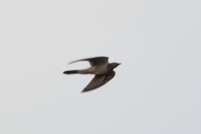 Common Cuckoo - ML644160896
