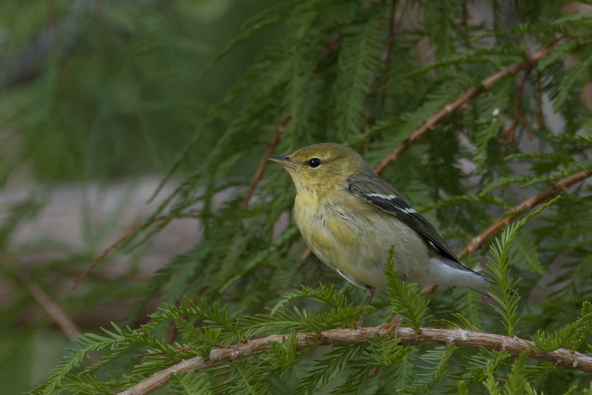 Blackpoll Warbler - ML644160897
