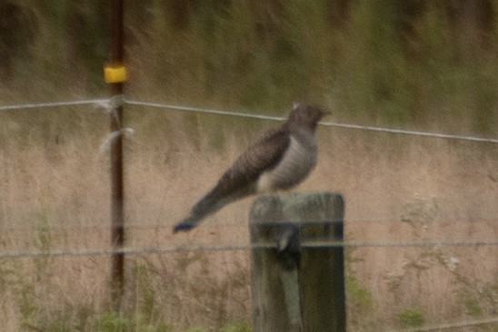 Common Cuckoo - ML644160906