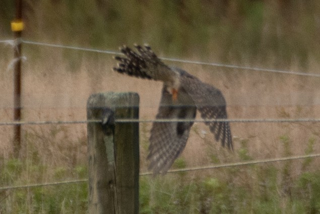 Common Cuckoo - ML644160907