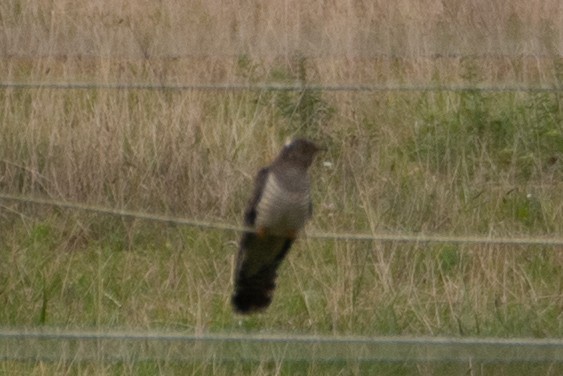 Common Cuckoo - ML644160908