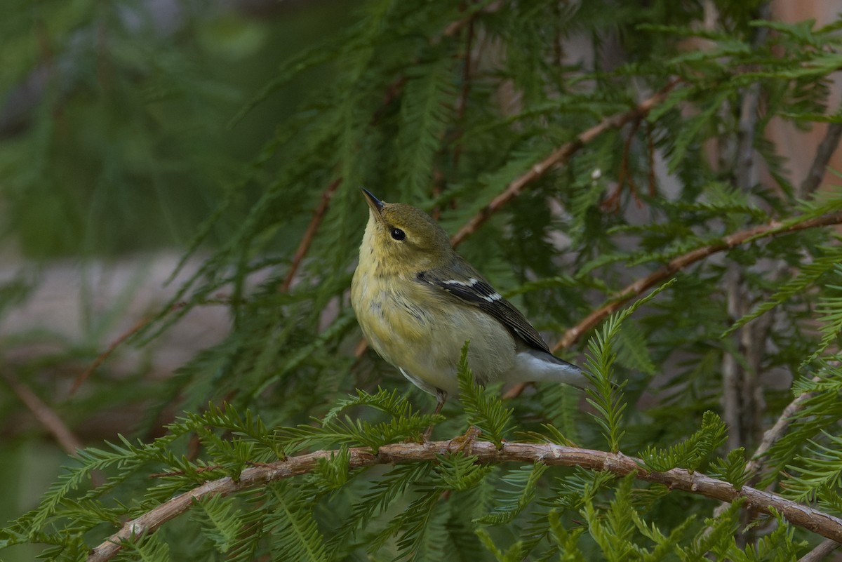 Blackpoll Warbler - ML644160917
