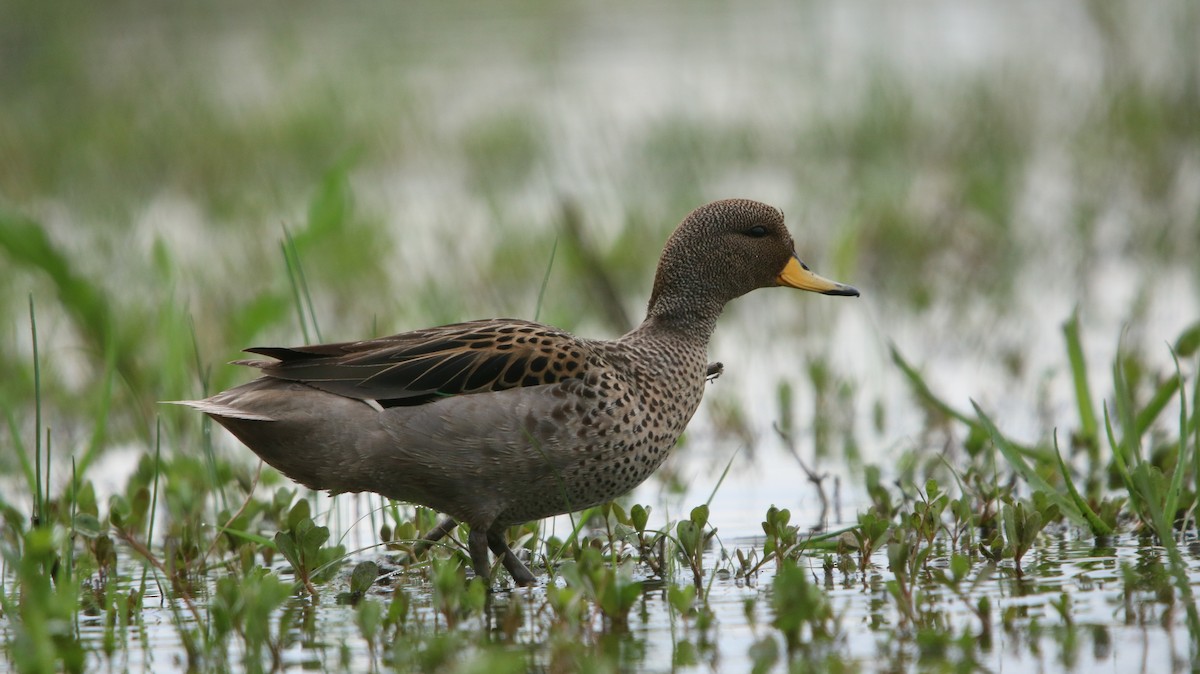 Yellow-billed Teal - ML644160918
