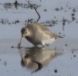 アメリカオグロシギ - ML644160920