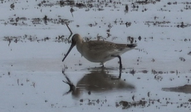 アメリカオグロシギ - ML644160921