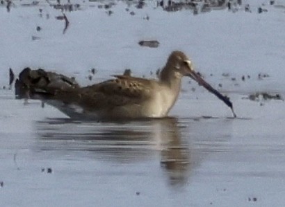 アメリカオグロシギ - ML644160922