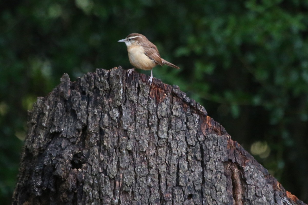 Troglodyte de Caroline - ML644160925