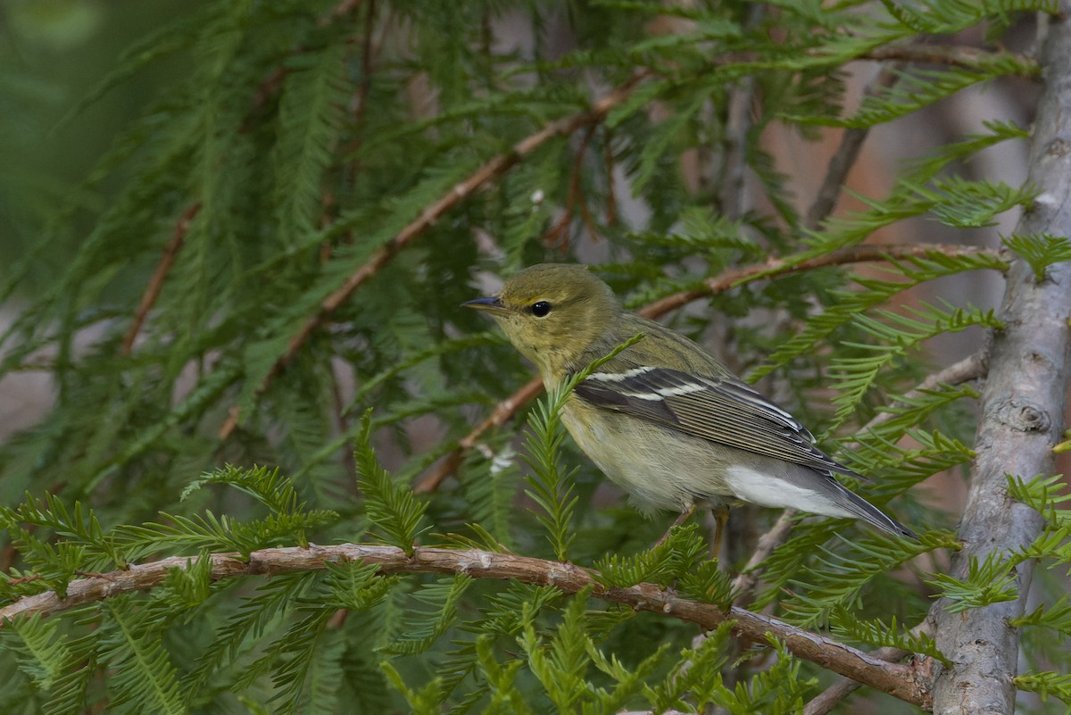 Blackpoll Warbler - ML644160932