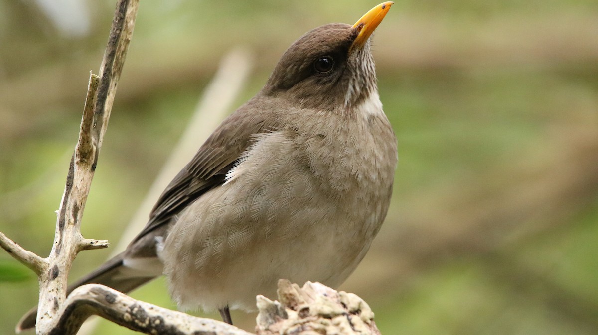 Creamy-bellied Thrush - ML644160942