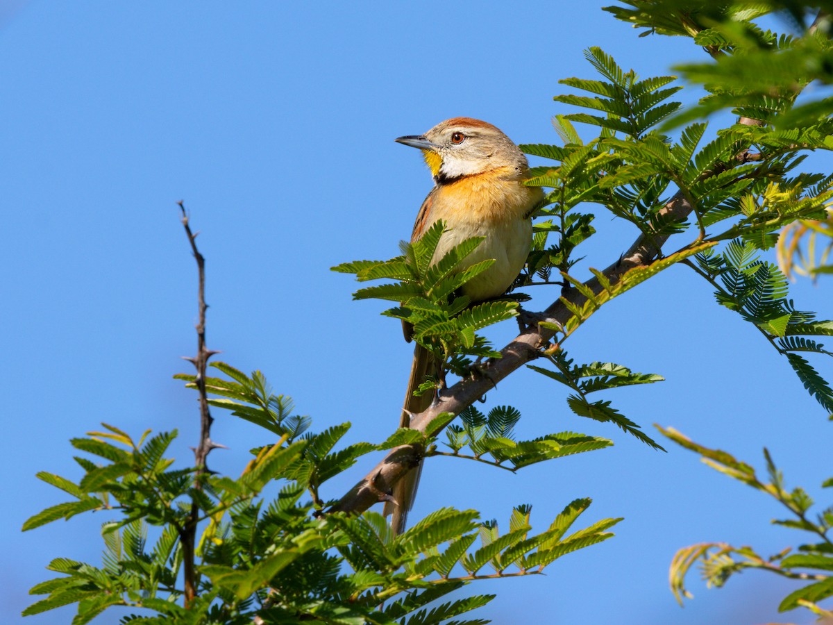 Chotoy Spinetail - ML644160945