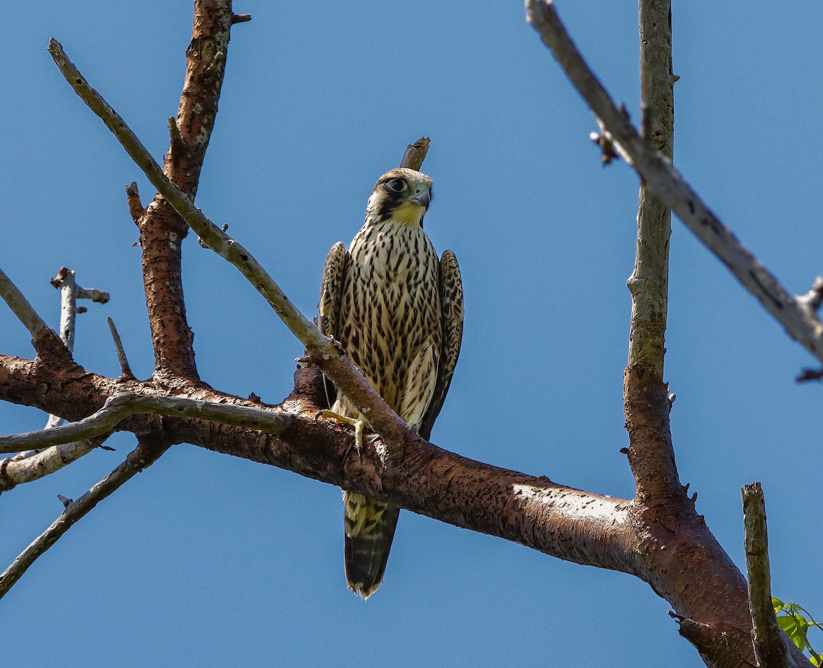 Falco pellegrino - ML644160953