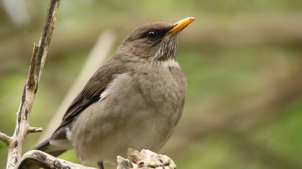 Creamy-bellied Thrush - ML644160956
