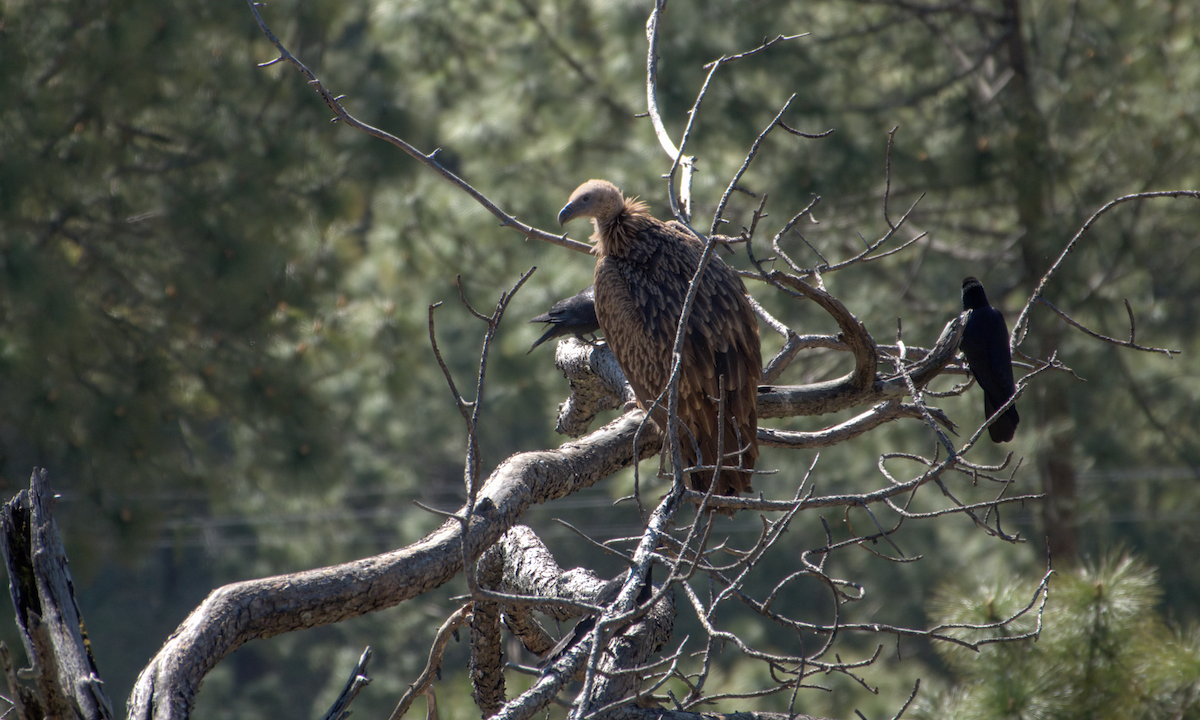 Vautour de l'Himalaya - ML644160959
