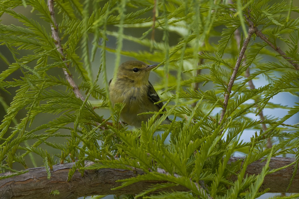 Blackpoll Warbler - ML644160966