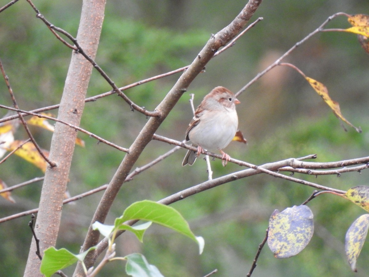 Field Sparrow - ML644160974
