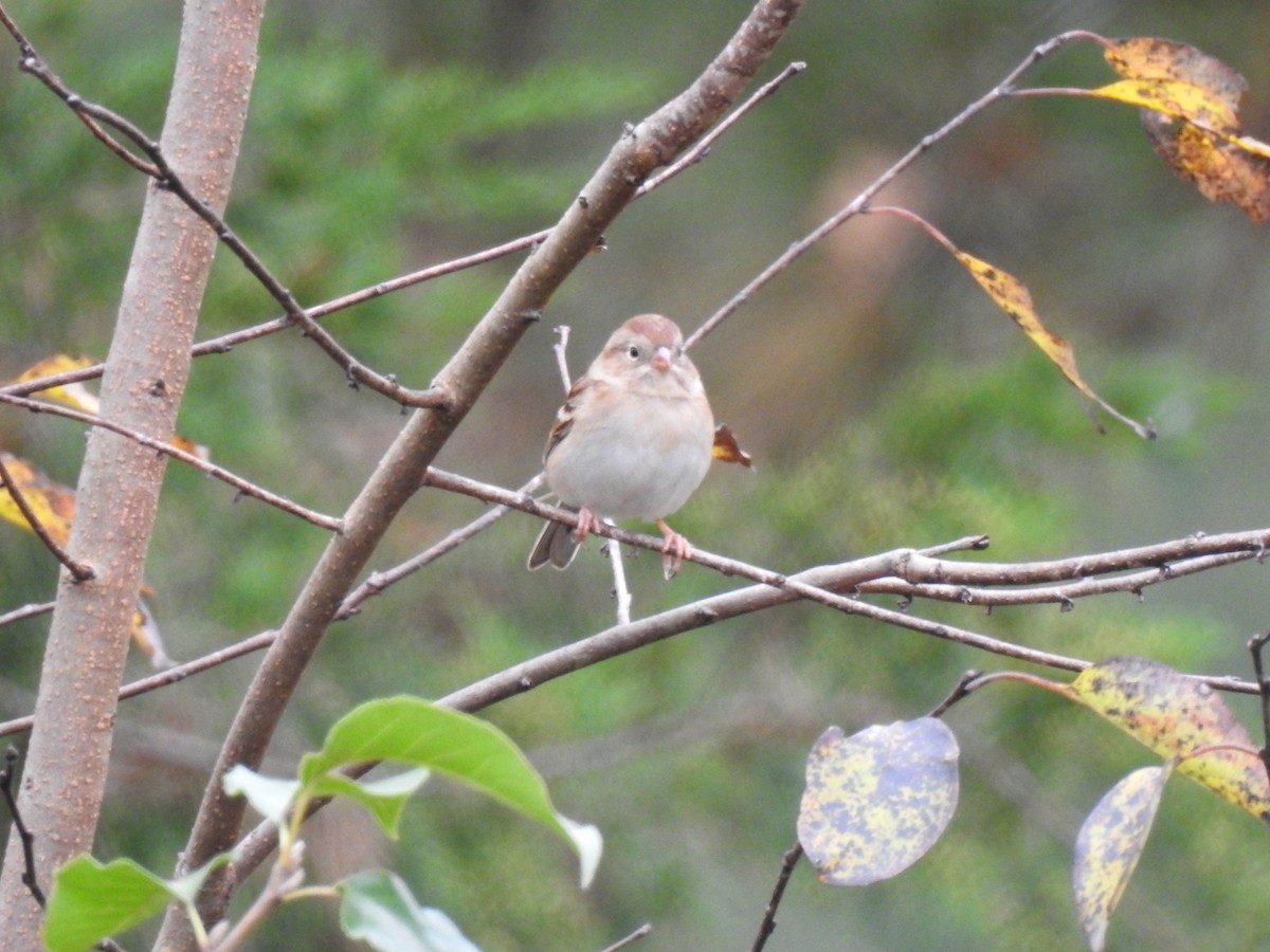 Field Sparrow - ML644160977