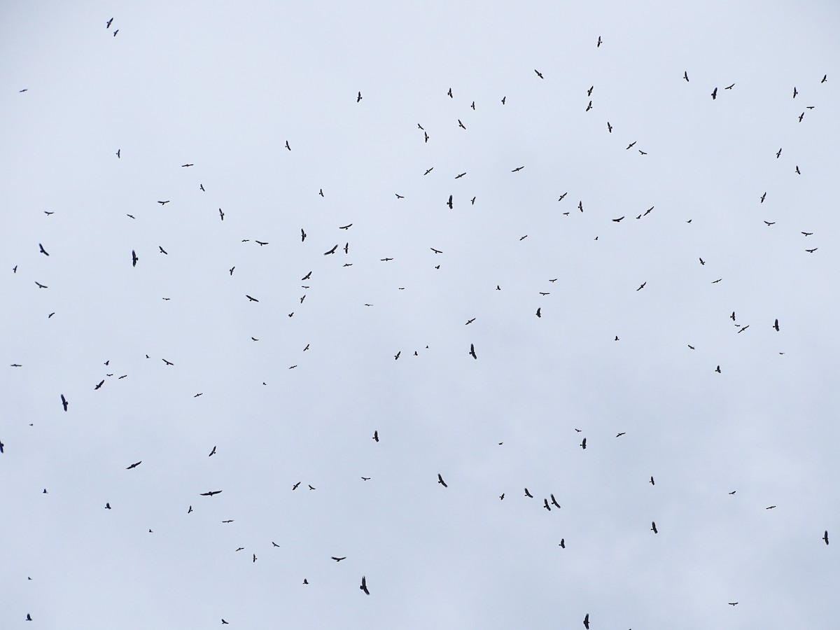 Buteo, unbestimmt - ML644160983