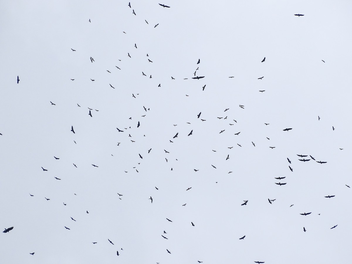 Buteo, unbestimmt - ML644160984