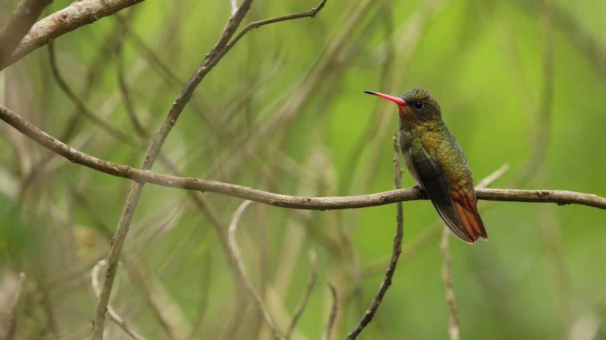 Gilded Hummingbird - ML644160994