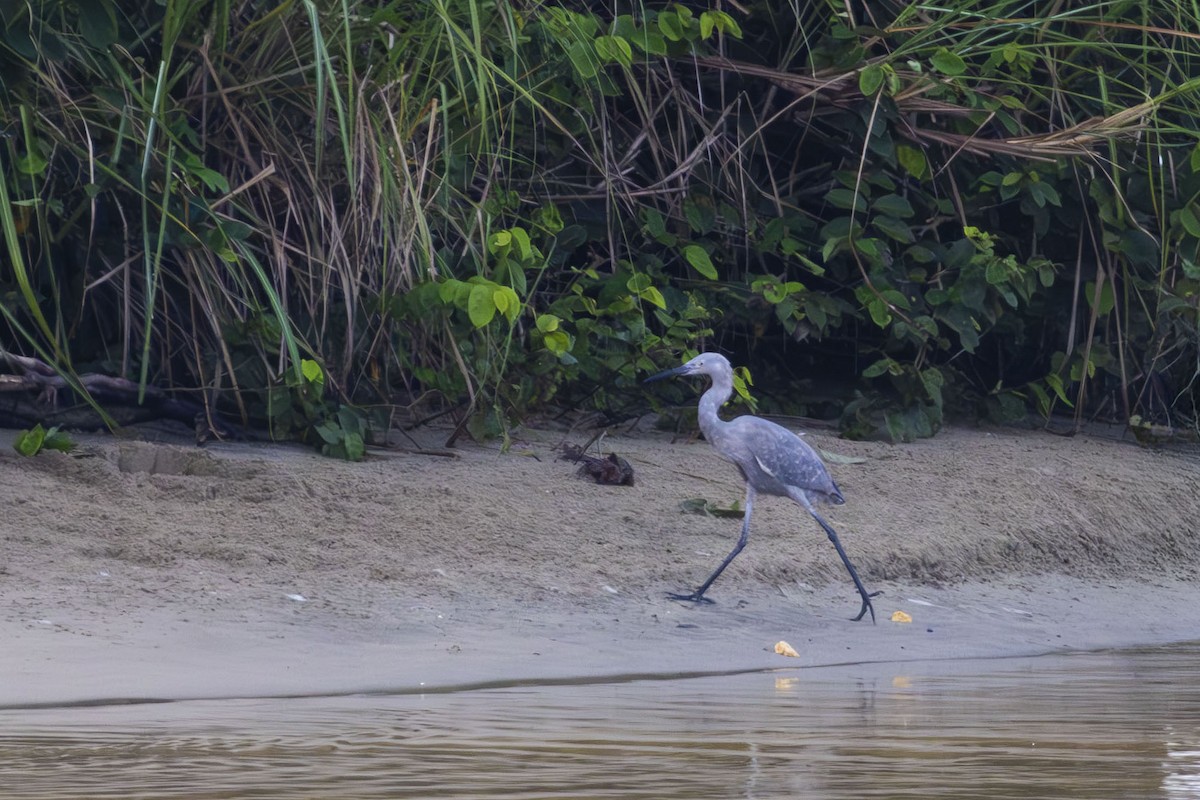 Reddish Egret - ML644161004