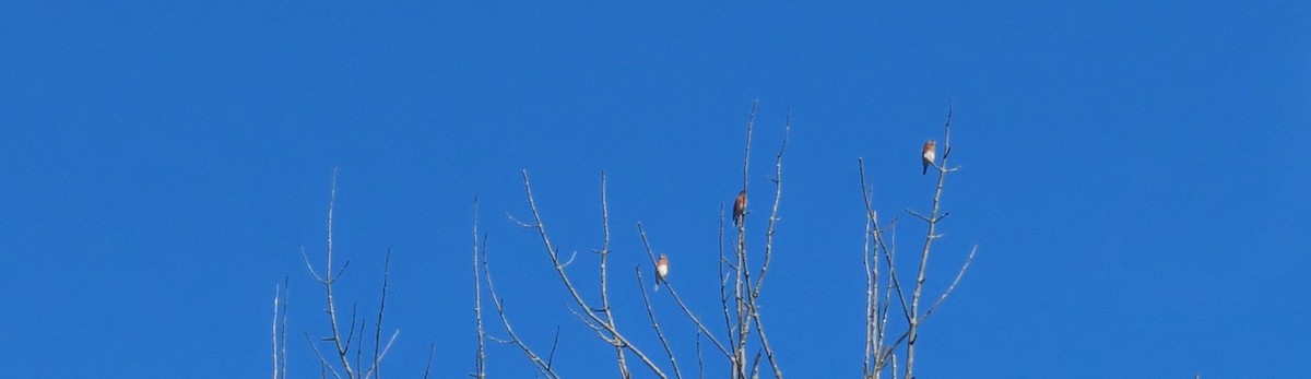 Eastern Bluebird - ML644161005