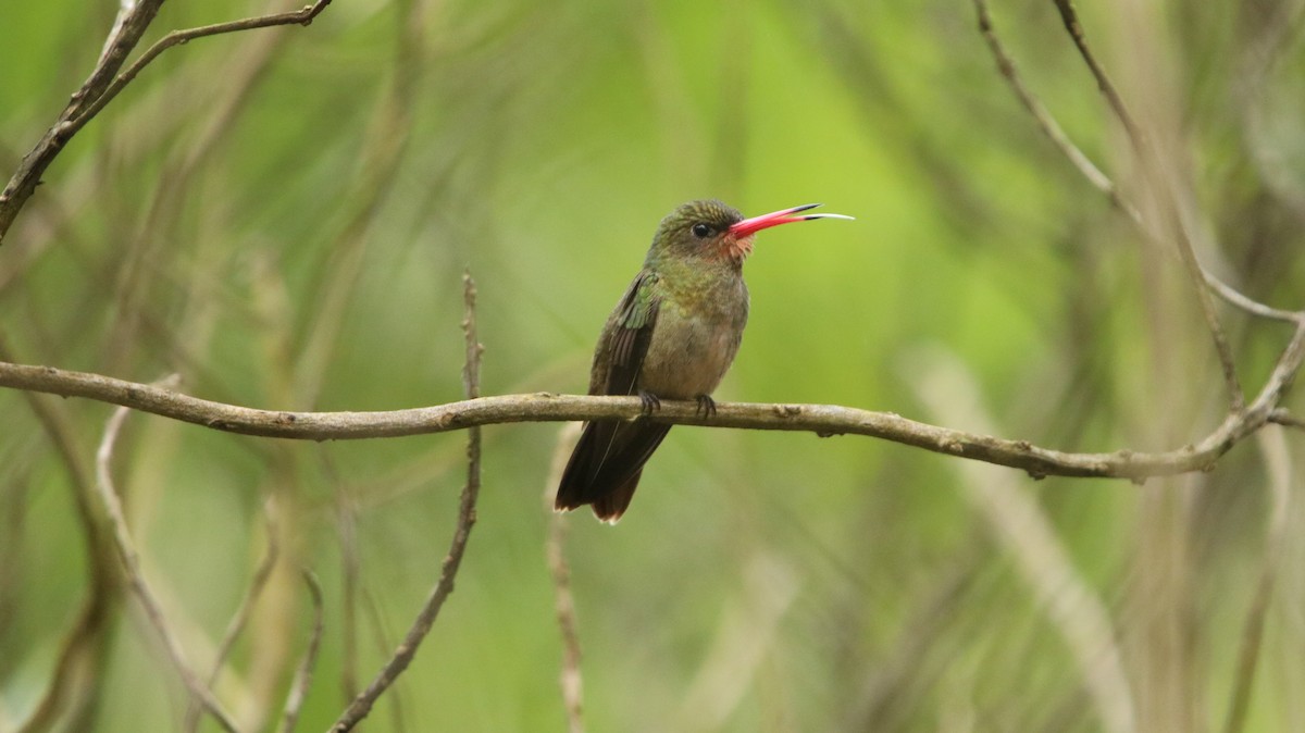 Gilded Hummingbird - ML644161010