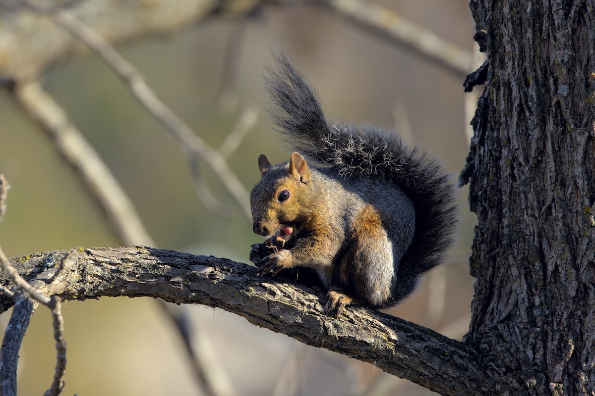 Squirrels - ML644161021