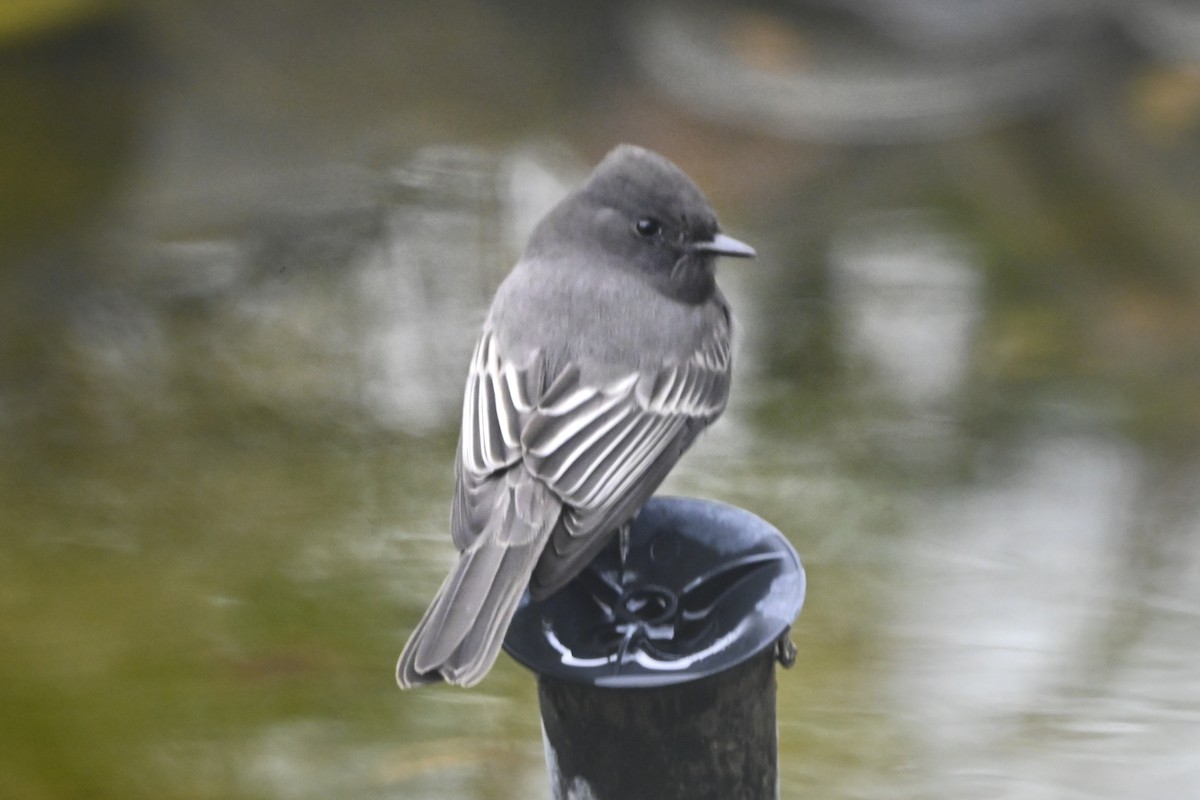 Black Phoebe - ML644161024